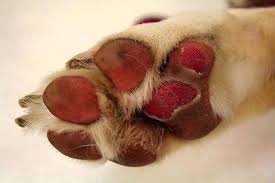 cesar millan 5