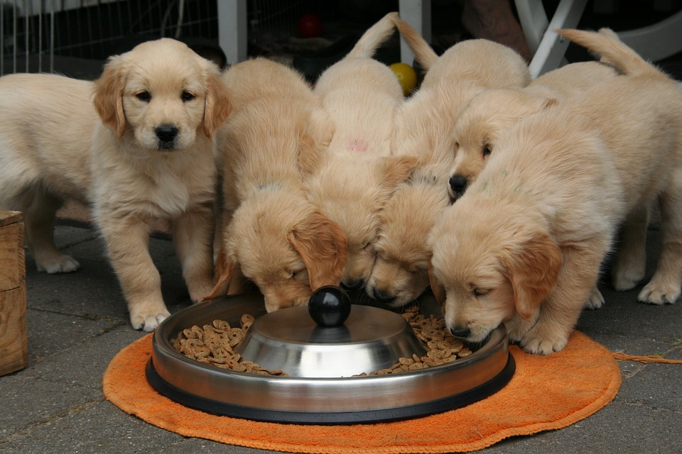 kutya kölyök golden retriever etetés egytálból - randevau.hu