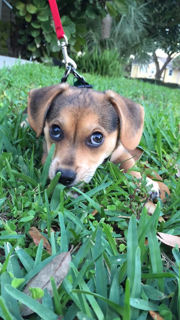 corgi keverekek beagle