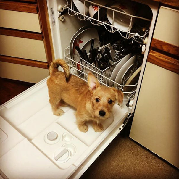 corgi keverekek torpe schnauzer