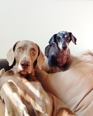 harlow and sage 11