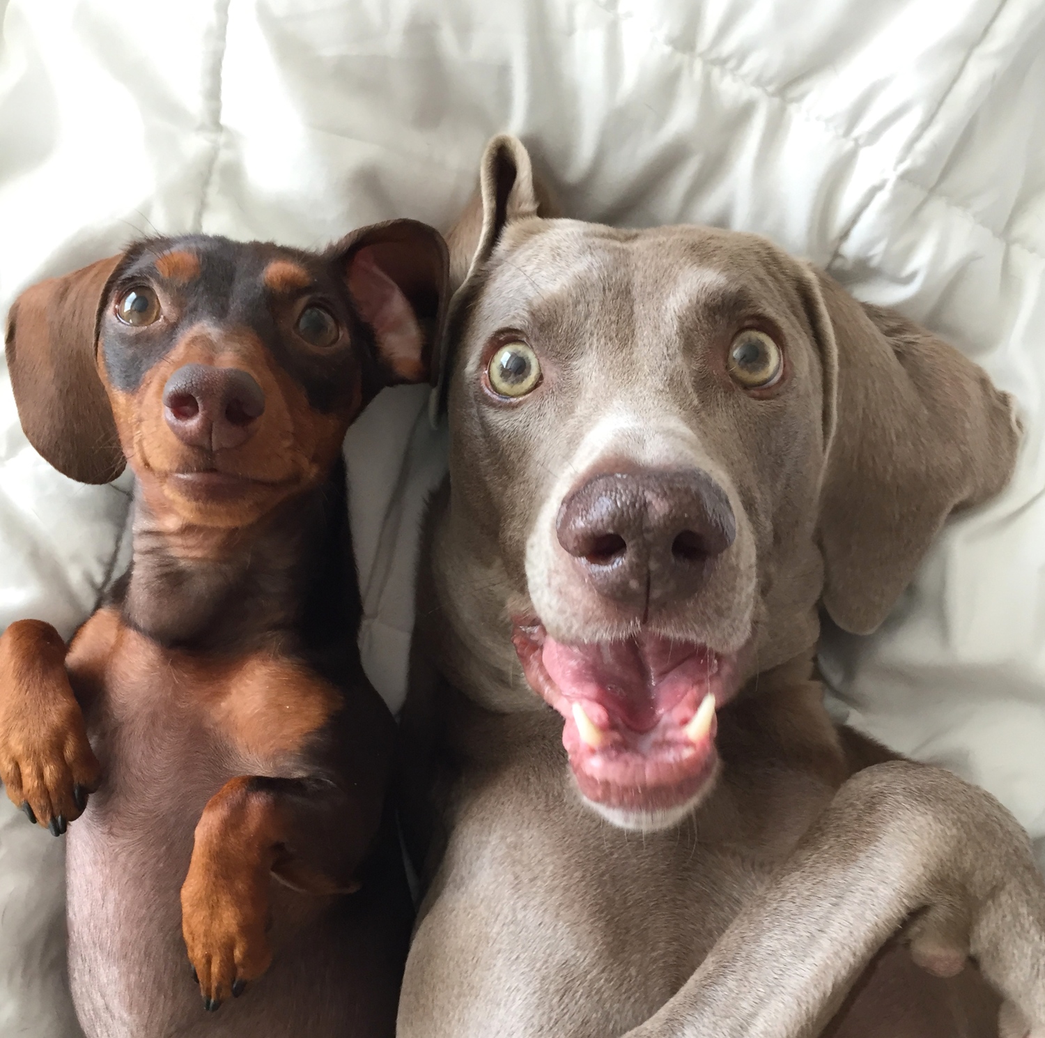 harlow and sage 2