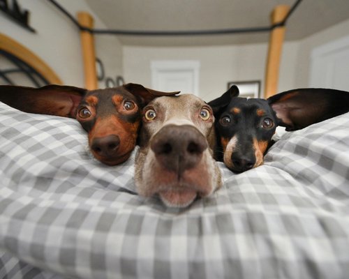 harlow and sage 5