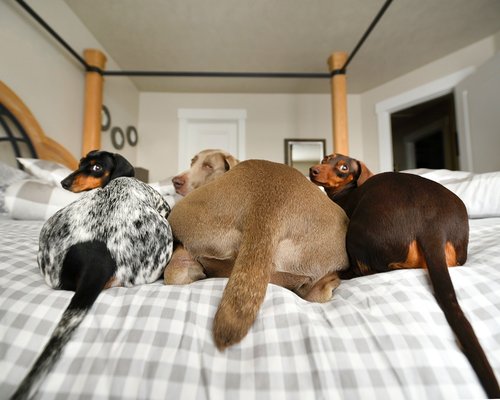 harlow and sage 9