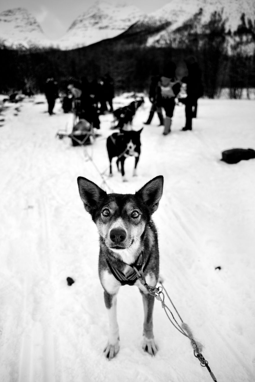 kutyak a vilag minden pontjan 1