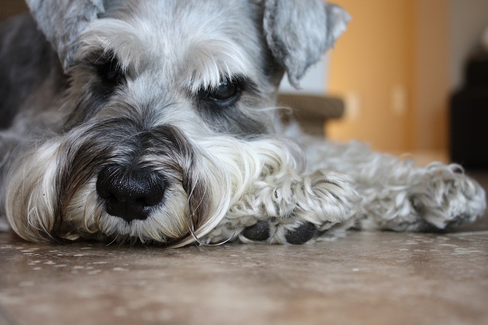 kutyat az allergiasoknak is schnauzer