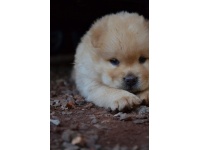 chowchow2