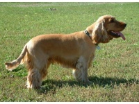 cocker_spaniel