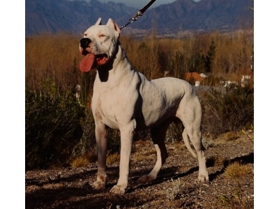 argentin_dog