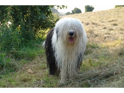 bobtail1