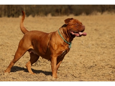 bordeaux-i_dog1