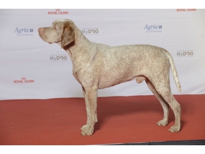 bourbonne-i_vizsla2