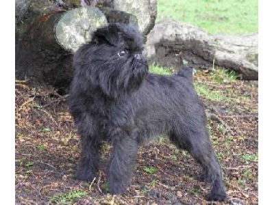 brsszeli_griffon2
