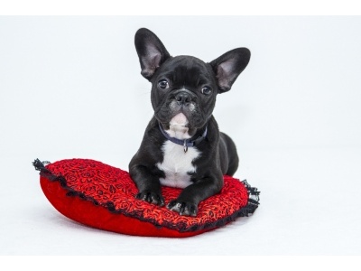 bulldog-1047518_1920