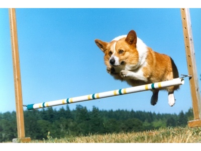 corgie1