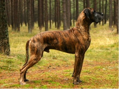 dn_dog2