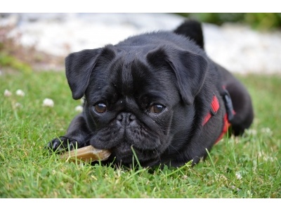 mopsz1