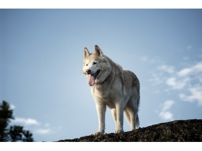 siberian6
