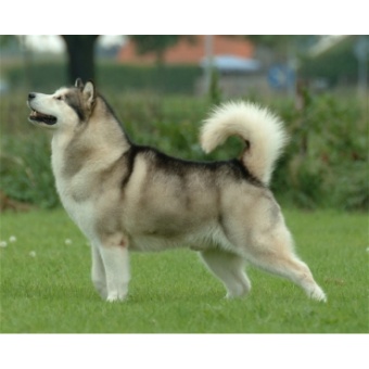alaskan_malamute