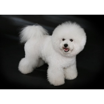 bichon_frise