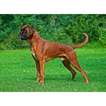 boxer1