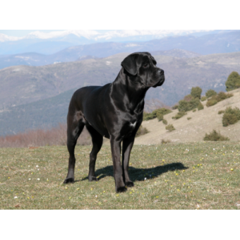cane_corso1