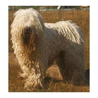 komondor1