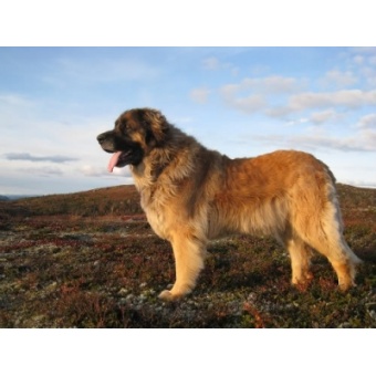 leonbergi1